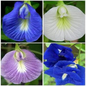 Aparajita Clitoria Ternatea Butterfly Pea Mix Color Flower Hybrid Seeds