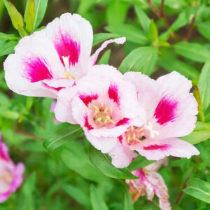 Godetia / Clarkia Mix Color Flower Seeds